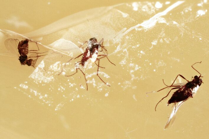 Detailed Fossil True Midge Swarm (Chironomidae) In Baltic Amber #330713